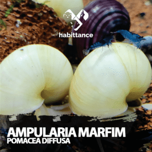 Ampularia marfim/branca