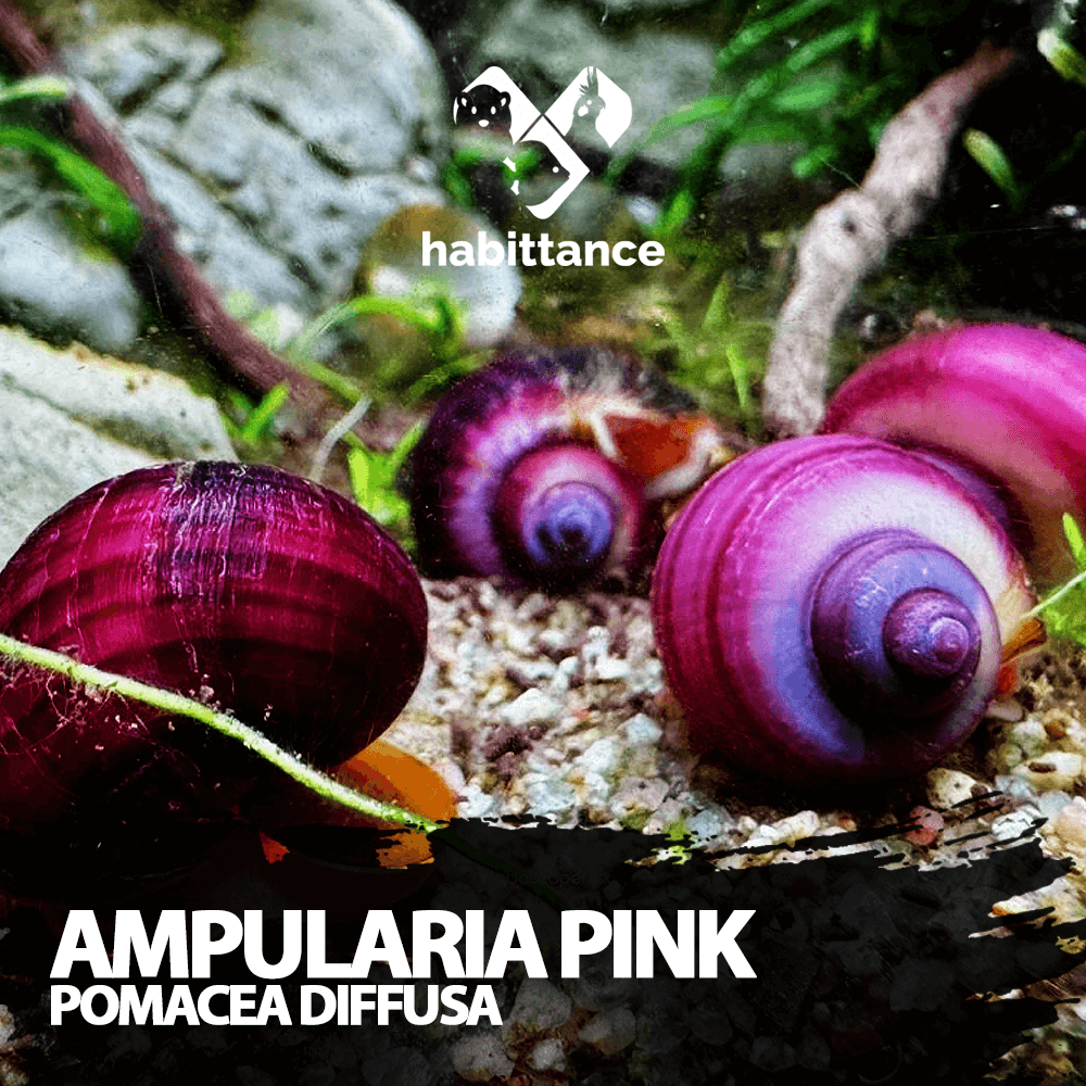Ampularia Pink