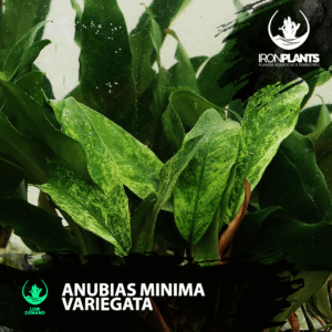 anubia minima variegata "dragon claw"