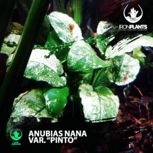 anubia nana var. "pinto"