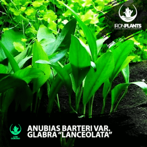 anubias barteri var. glabra "lanceolata"