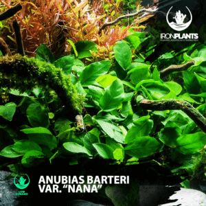 anubias barteri var. "nana"