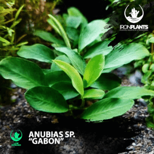 anubias sp. "gabon"