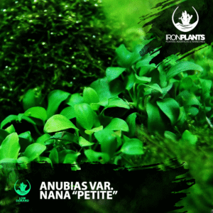 Anubias barteri var. nana "Petite"