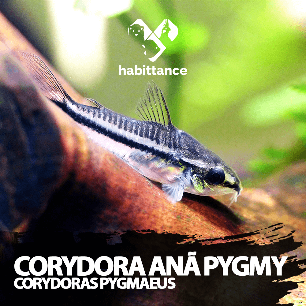 coridora ana pygmy ( Corydoras pygmaeus )