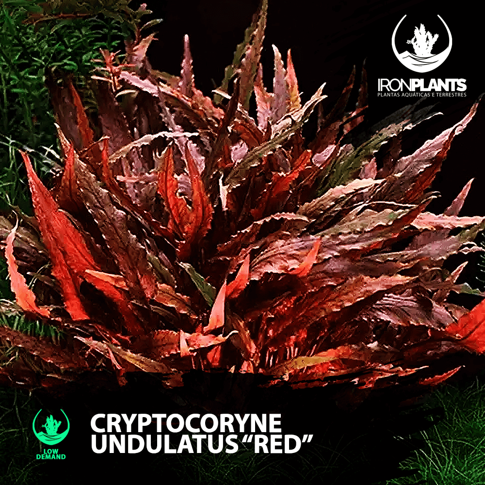 cryptocoryne undulatus "red"