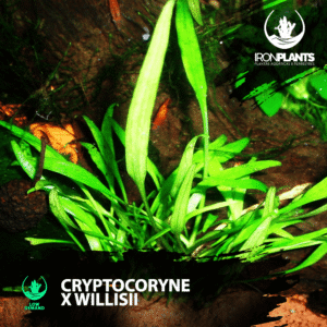 cryptocoryne willisii