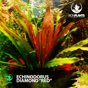 Echinodorus diamond "red"