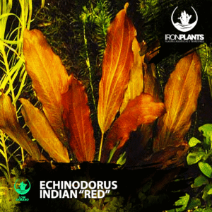 Echinodorus "Indian Red"