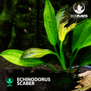 Echinodorus scaber