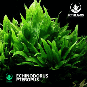 Microsorum pteropus