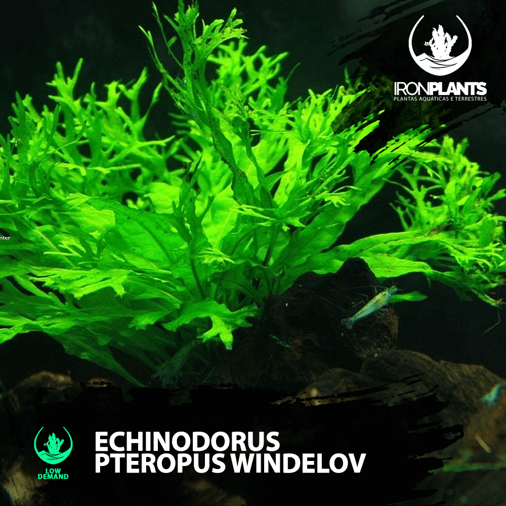 Microsorum pteropus "windelov"