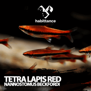 tetra lapis Red ( nannostomus beckfordi ) 100 und