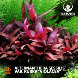 Alternanthera sessilis var. rubra "Violácea"