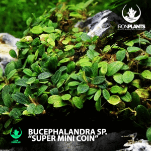 bucephalandra "super mini coin"
