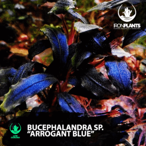 bucephalandra "arrogant blue"