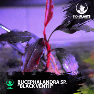 bucephalandra "black ventii"