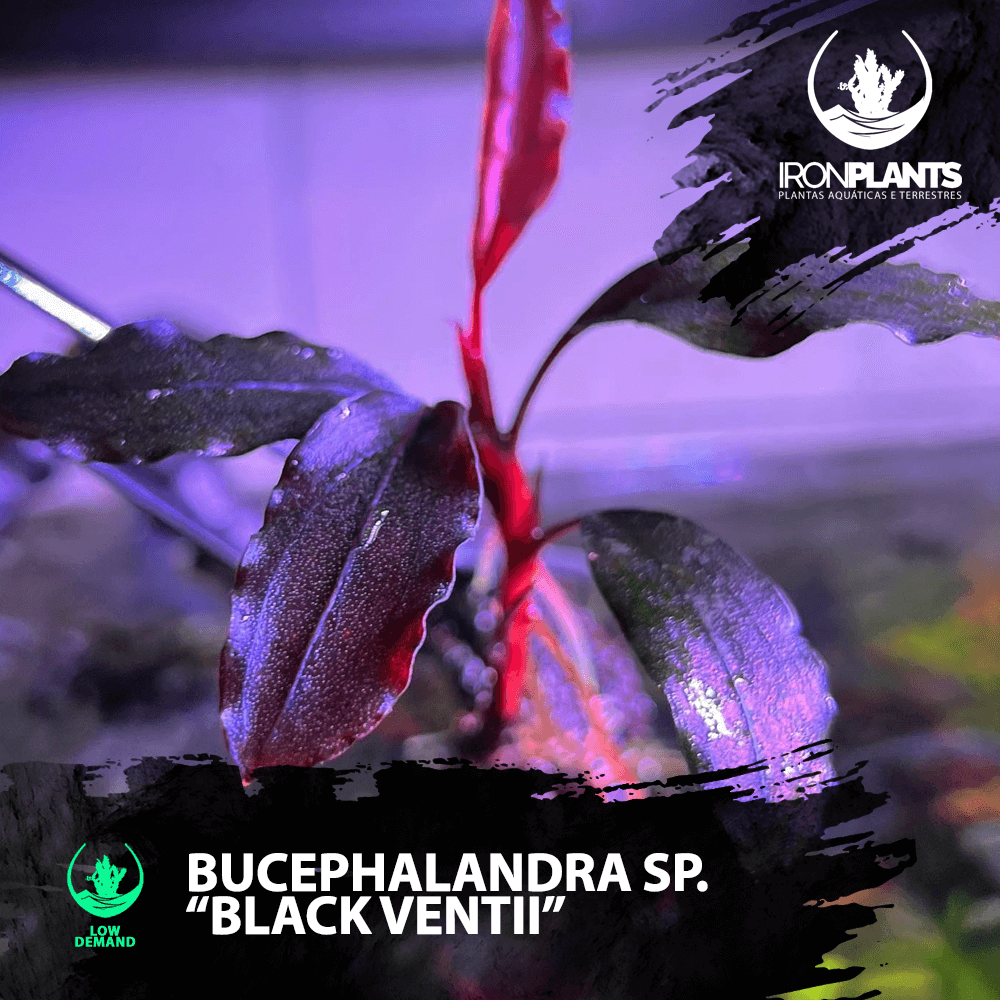 bucephalandra "black ventii"