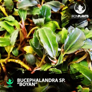 bucephalandra "boyan"