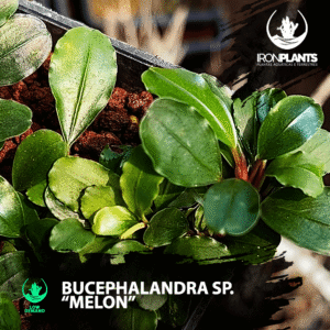 bucephalandra "melon"