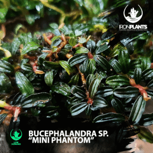bucephalandra "mini phantom"
