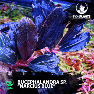 bucephalandra "Narcius Blue"
