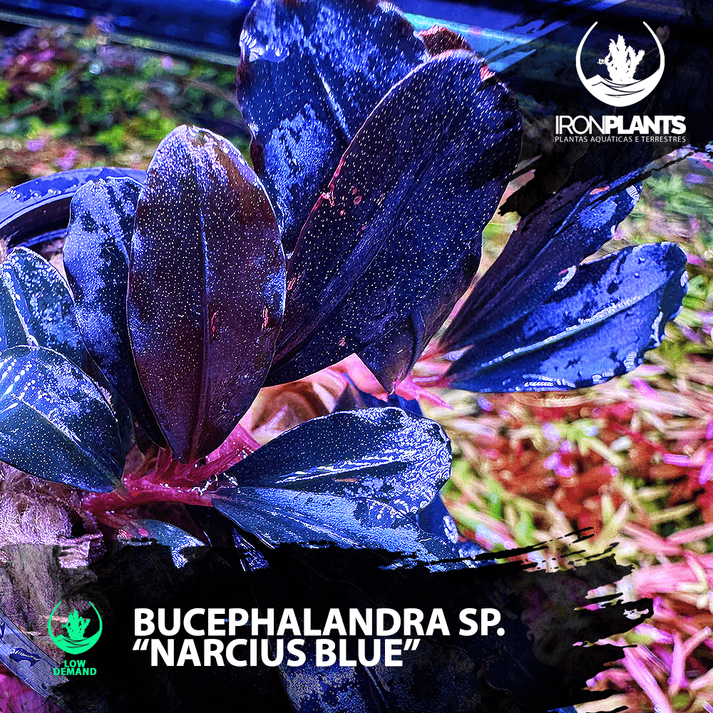 bucephalandra "Narcius Blue"