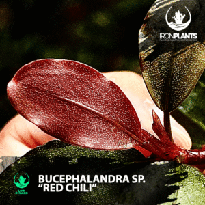 bucephalandra "Red chili"
