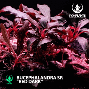 bucephalandra "Red dark"