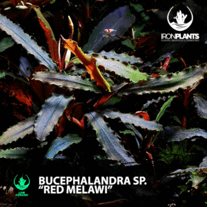 bucephalandra "Red melawi"