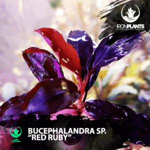 bucephalandra "red ruby"