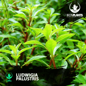 ludwigia 'palustris'