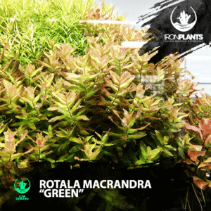 Rotala macrandra 'green'