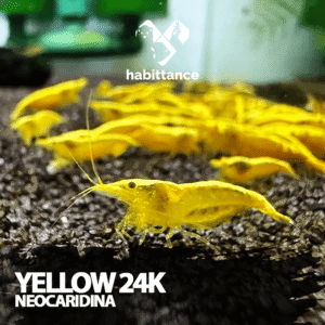Yellow 24K Neocaridina