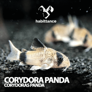 Corydora panda (Corydoras panda)