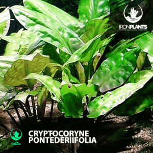 Cryptocoryne pontederiifolia