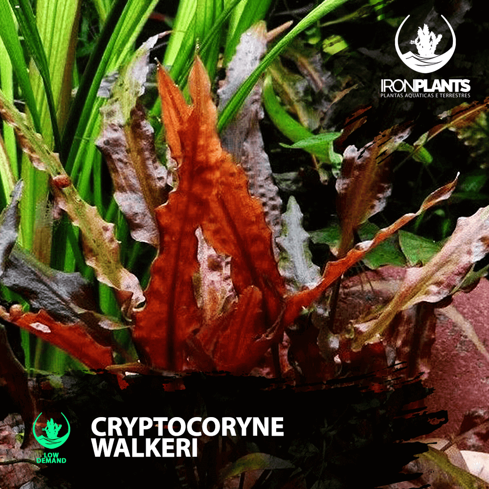 Cryptocoryne walkeri
