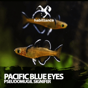 Pacific Blue Eyes ( Pseudomugil signifer )