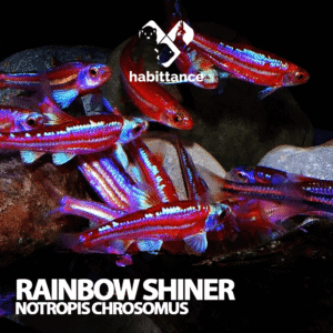 Rainbow shiner (Notropis chrosomus) Importado