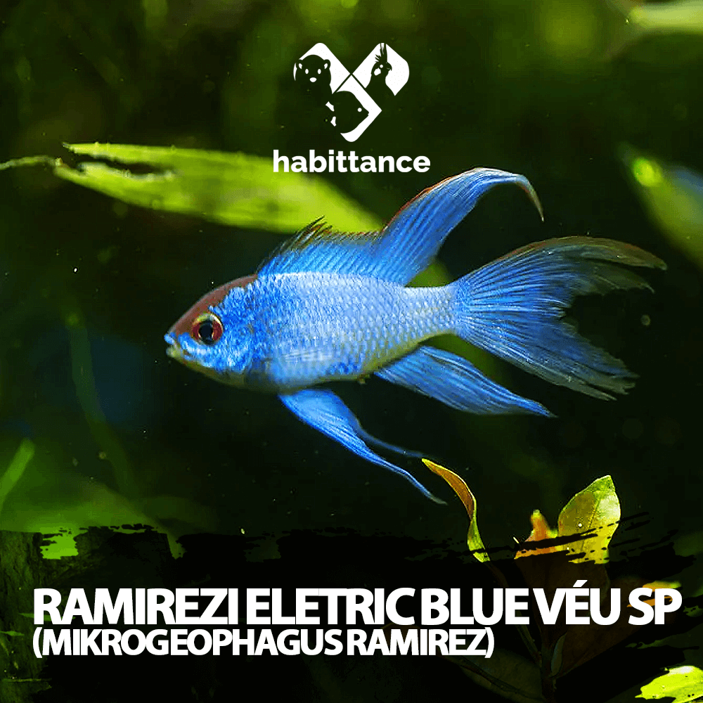 Ramirezi Eletric Blue Véu SP ( Mikrogeophagus ramirez )
