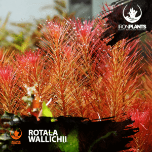 Rotala Wallichii
