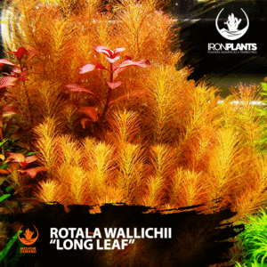 Rotala Wallichii "long leaf"