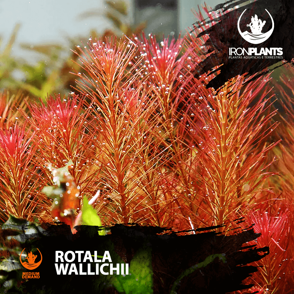 Rotala Wallichii