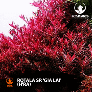 Rotala sp. 'Gia Lai' (H'ra)