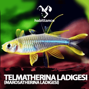 Telmaterina Ladigesi (Marosatherina ladigesi) ( importado )