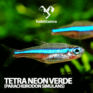Tetra neon verde ( Paracheirodon simulans )