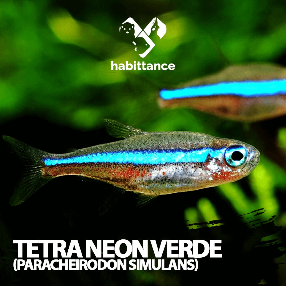 Tetra neon verde ( Paracheirodon simulans )