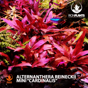 alternanthera reineckii mini "cardinalis"