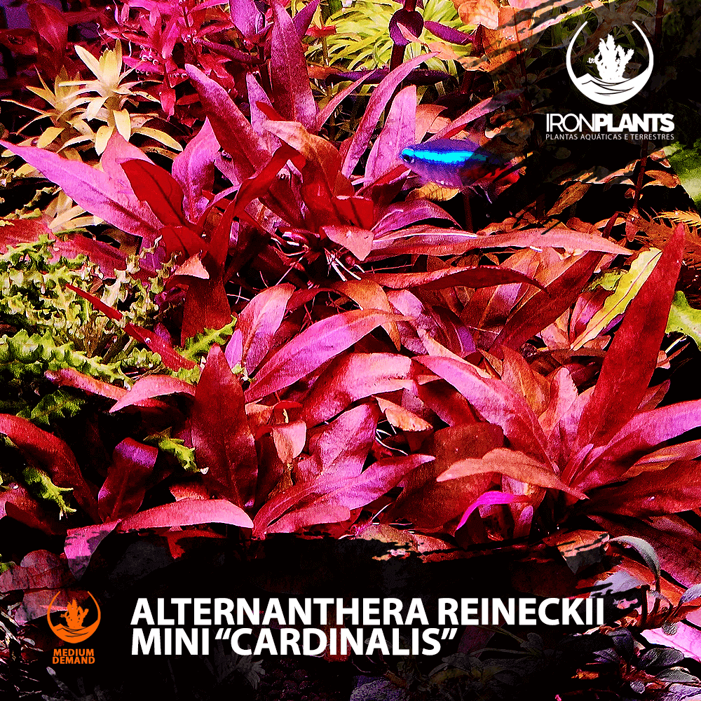 alternanthera reineckii mini "cardinalis"