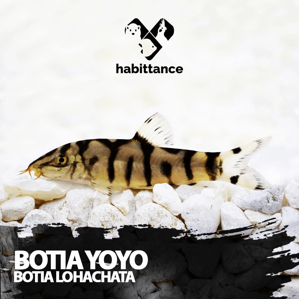 botia yoyo (Botia lohachata)